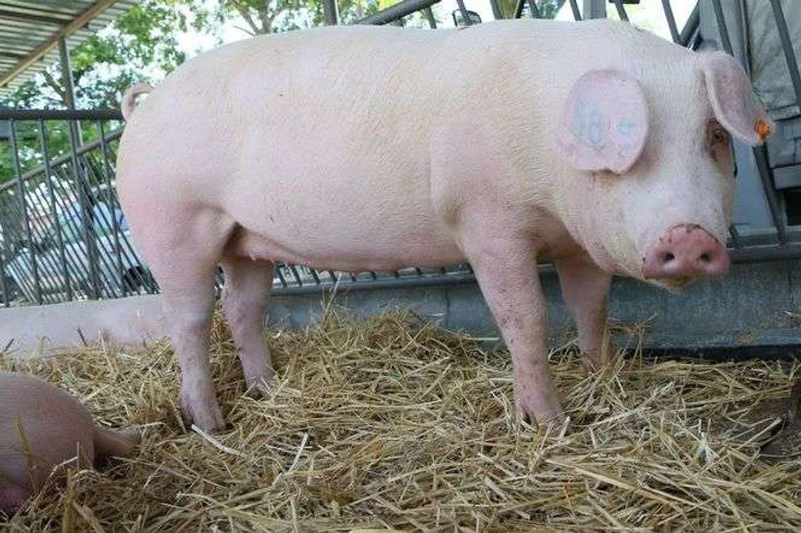 Radni chcą stanu klęski żywiołowej. Nie chcą płotu na granicy Radni chcą stanu klęski żywiołowej. Nie chcą płotu na granicy