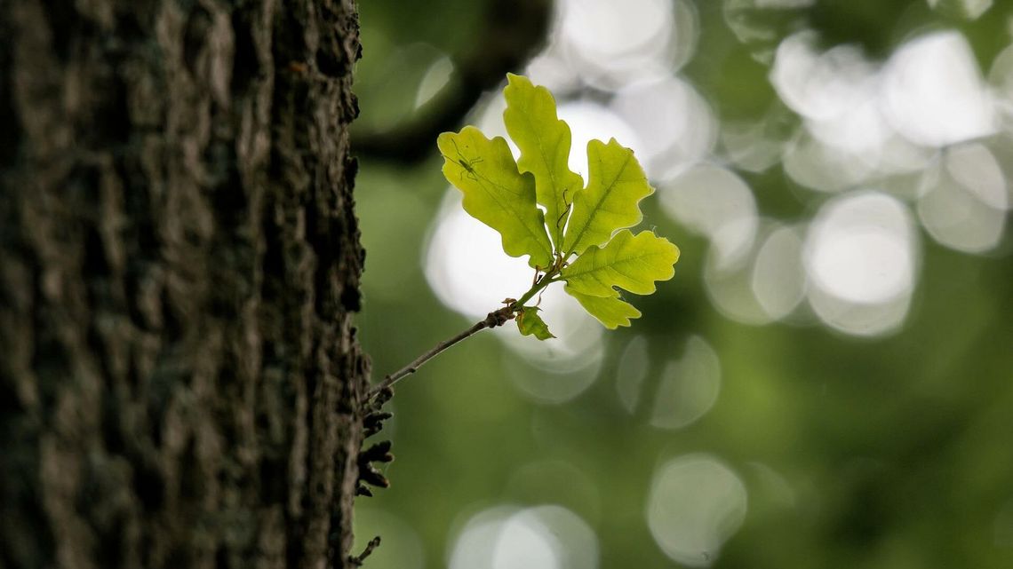 Radni nazwali dąb Zdzisław. Właściciel działki zaskoczony