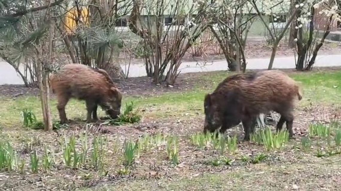 Radny chce zasadzki na dziki. Albo znaków ostrzegawczych: „Uwaga! Ludzie”