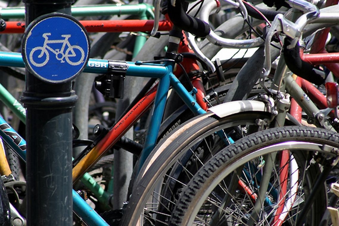 Radny pyta o psy na ścieżce rowerowej