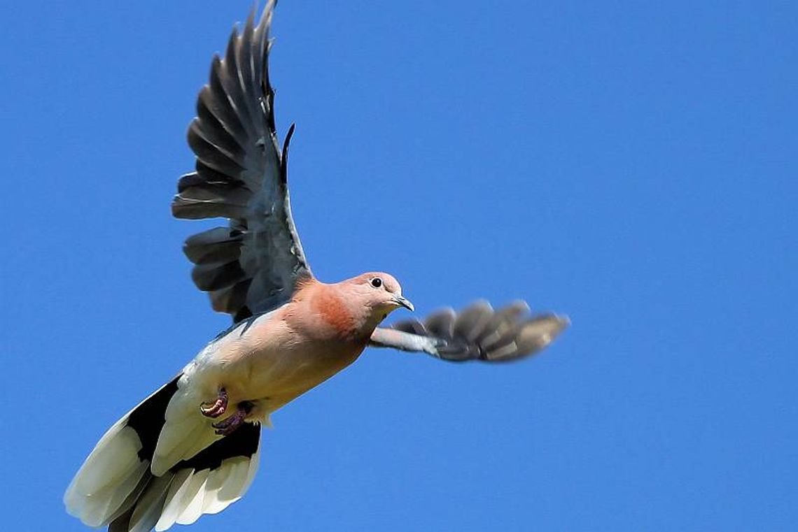 Radny ze Świdnika: Rozwiążmy problem ptasich odchodów Radny ze Świdnika: Rozwiążmy problem ptasich odchodów