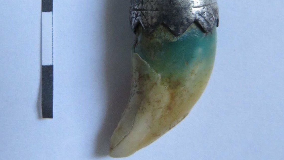 Radzyń Podlaski: Kieł wilka pod pałacem. Są też inne znaleziska