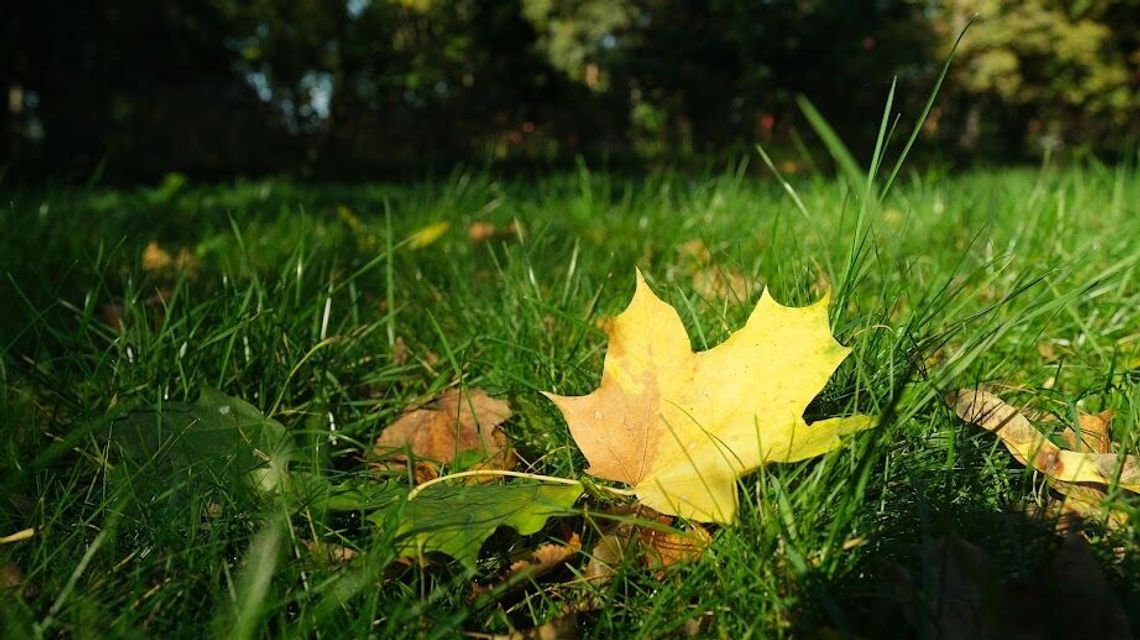 Radzyń Podlaski: Miejski kompostownik przynosi oszczędności 
