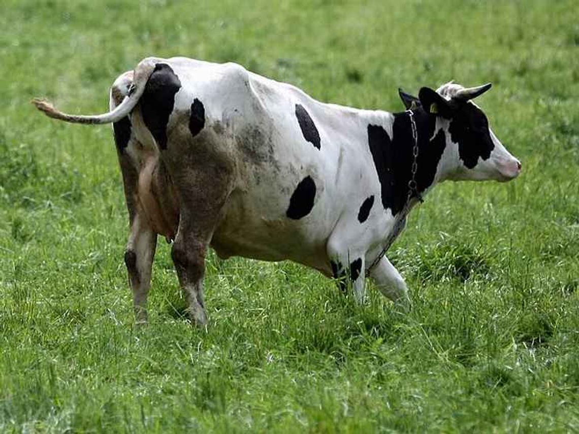 Radzyń Podlaski: Myślał, że kupił zacieloną krowę