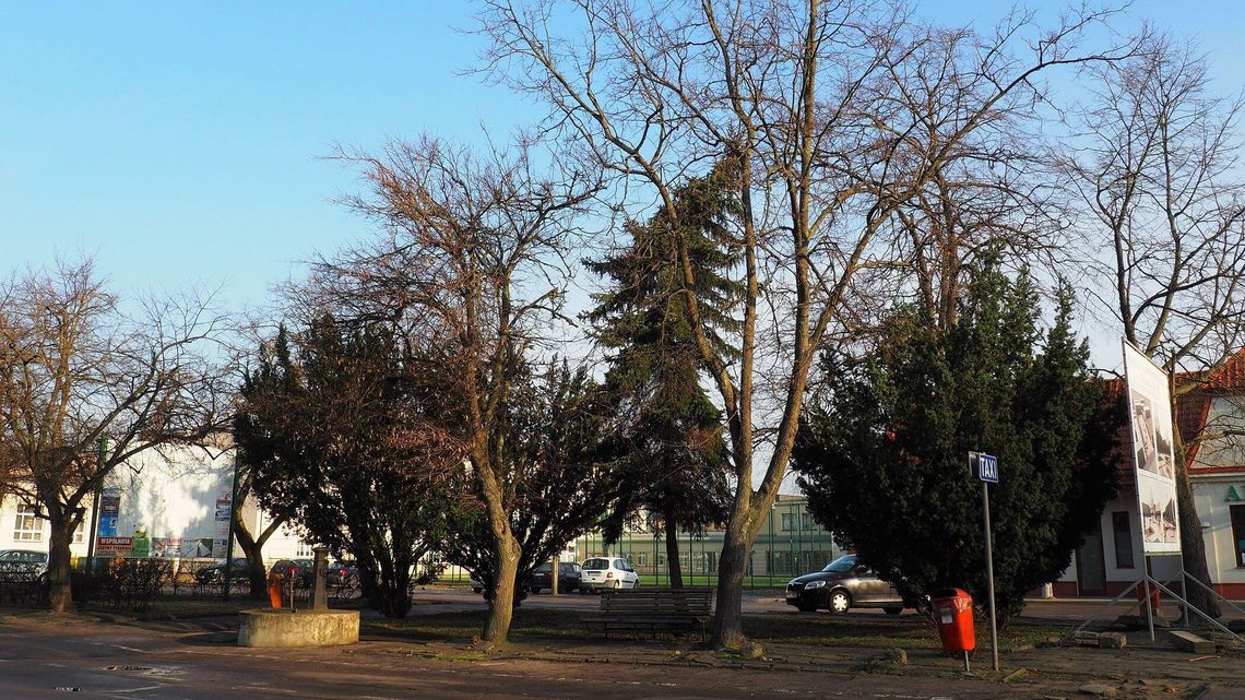 Radzyń Podlaski: Petycja przeciwko wycince złożona. Miasto: "Plac nie będzie betonową patelnią"