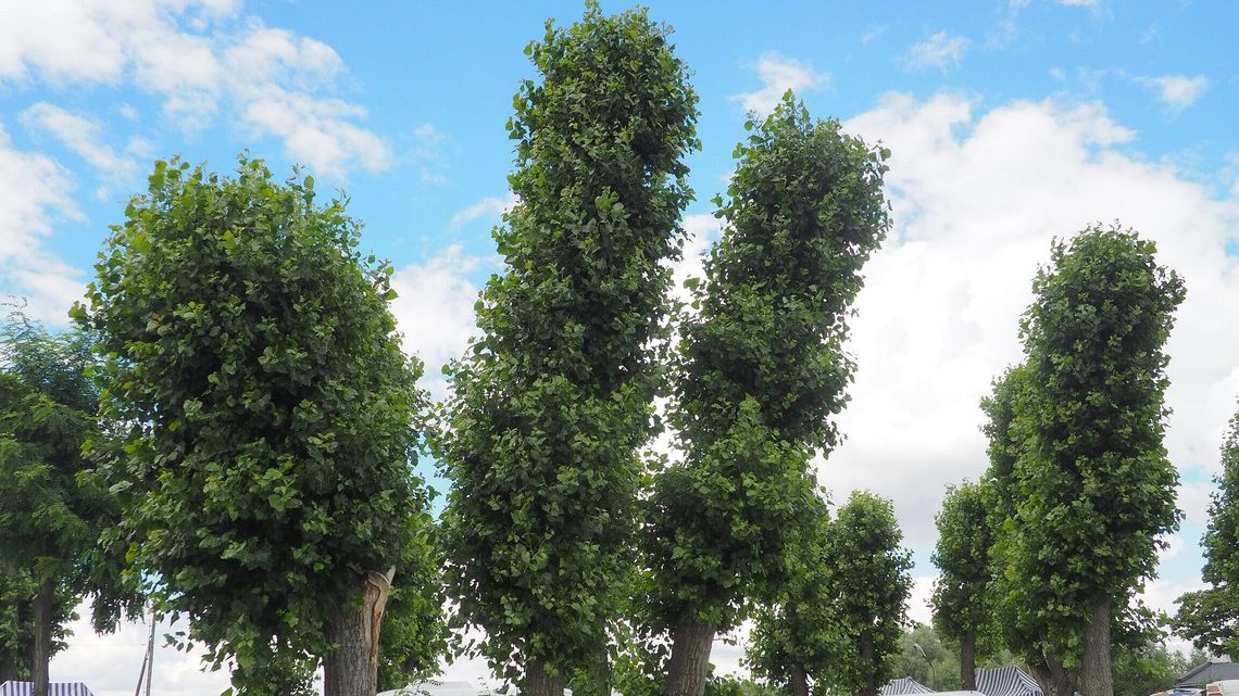 Radzyń Podlaski: Ukarano urzędników, a teraz ratusz chwali przycięcie topoli 