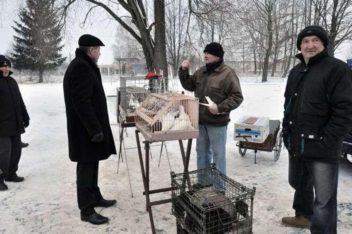Radzyń Podlaski. Zwierzęta znowu na targowisku Radzyń Podlaski. Zwierzęta znowu na targowisku
