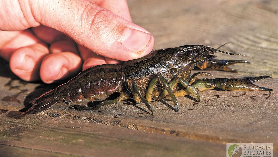 Raki mutanty już tu są. Niosą zagrożenie koło Włodawy i nie potrzebują do rozmnażania samców