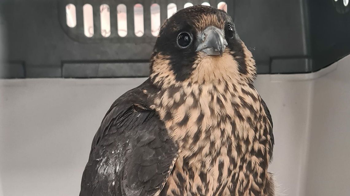 Ranny sokół w szpitalu po wypadku. "Rzucił się na jedzenie"