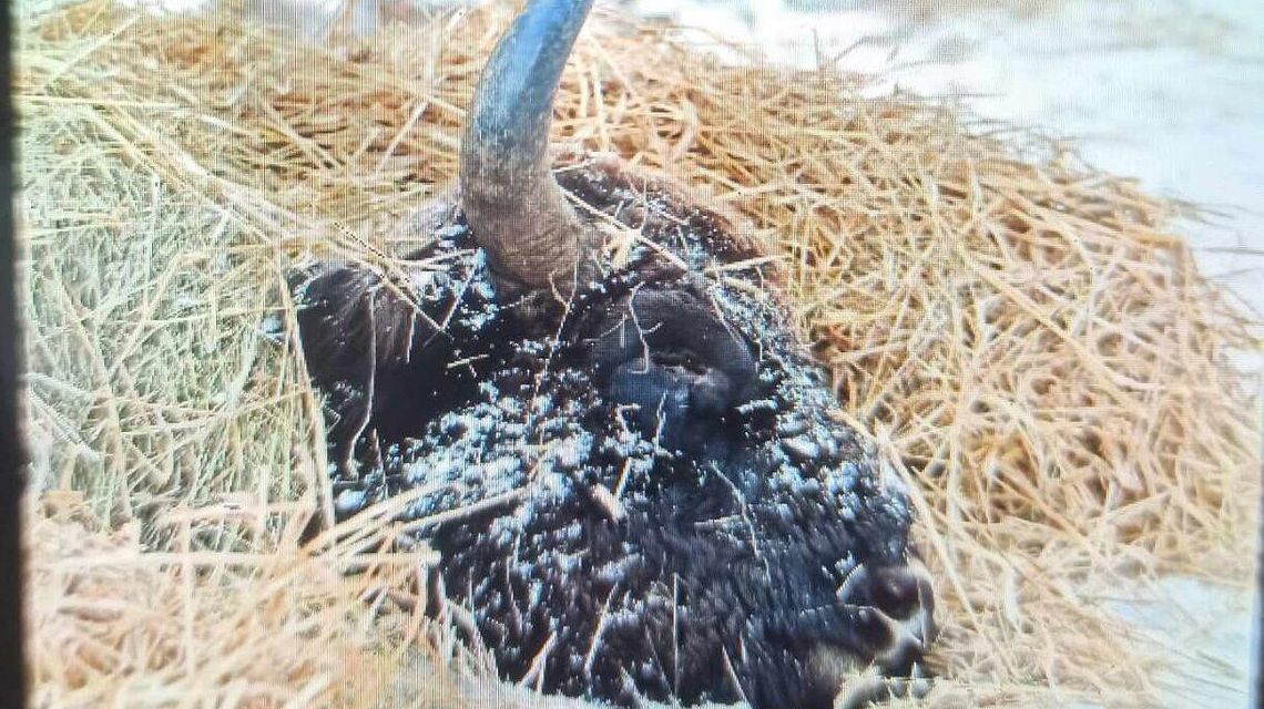 Ranny żubr konał prawie dwie doby. Ekspert: To było znęcanie nad zwierzęciem