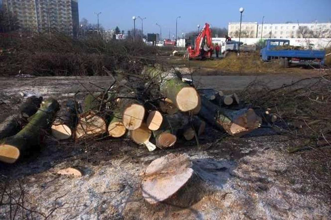 Raport o wycinaniu drzew. Lublin nie wypada źle, ale do ideału daleko
