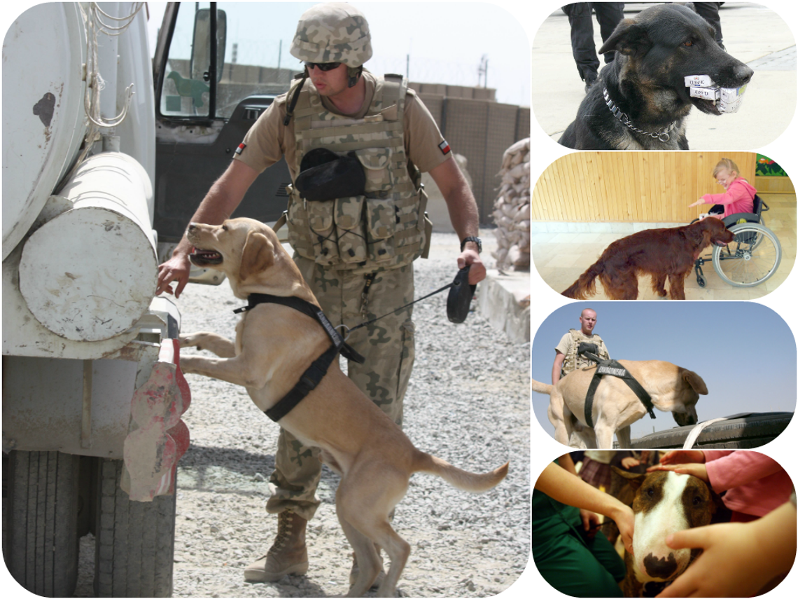 Rasa specjalna: Pies służbowy