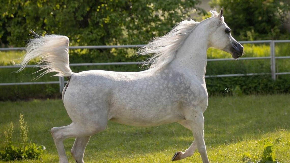 Rasowe konie i bitne gospodynie, czyli aukcja Pride of Poland w Janowie Podlaskim. "Tanio naszych koni nie sprzedamy" Rasowe konie i bitne gospodynie, czyli aukcja Pride of Poland w Janowie Podlaskim. "Tanio naszych koni nie sprzedamy"