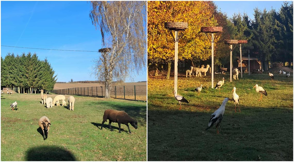 Ratuje, leczy i edukuje. Już nie tylko bociany, ale i inne zwierzęta Ratuje, leczy i edukuje. Już nie tylko bociany, ale i inne zwierzęta