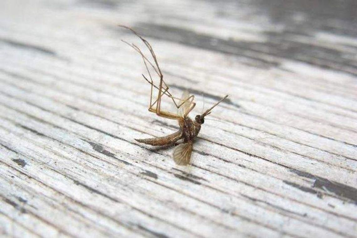 Ratusz jednak powalczy z komarami. Opryski jeszcze w maju