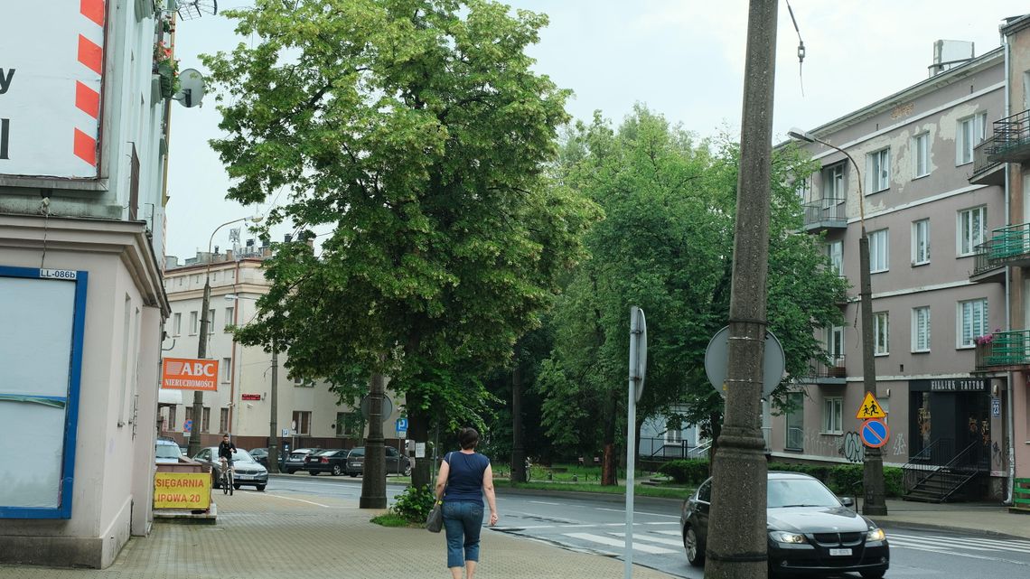 Ratusz przyznaje. Będzie wycinka przy ul. Lipowej i Al. Racławickich