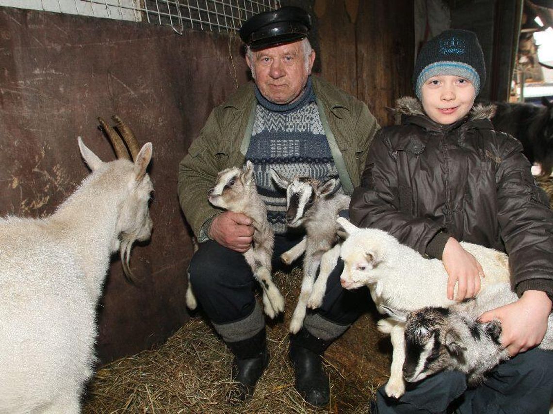 Rekordowe kozie narodziny – na świat przyszły cztery koźlątka (zdjęcia)