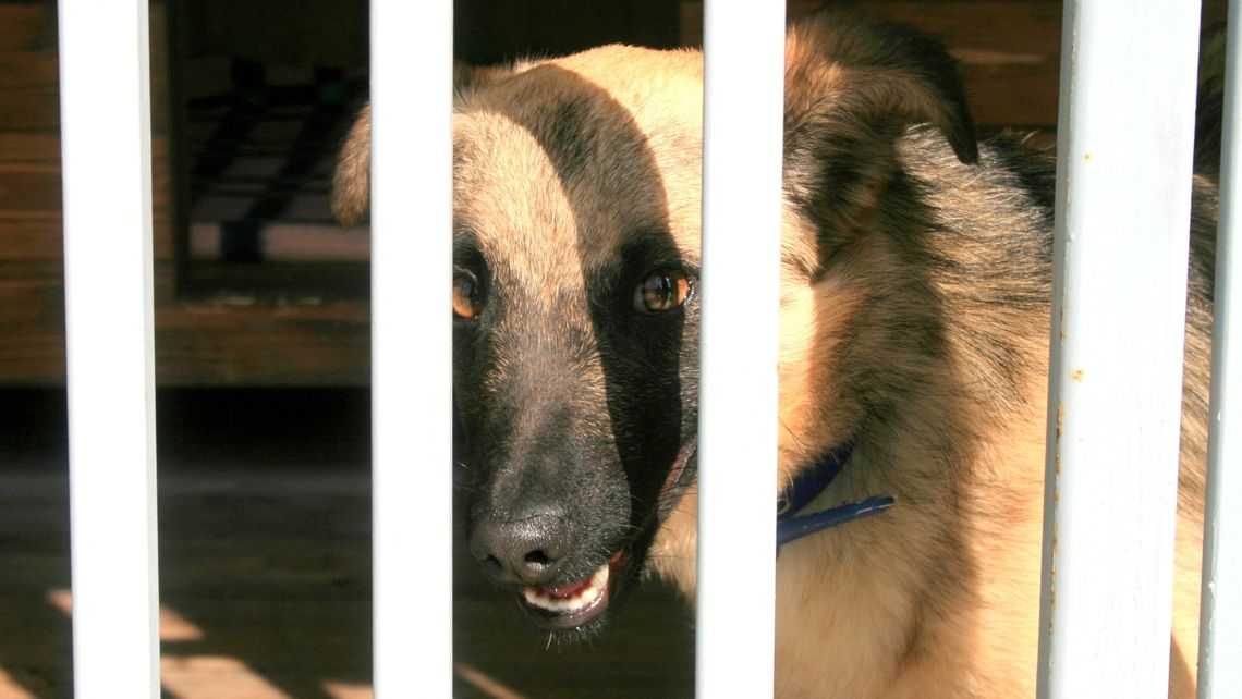 Restauratorzy pomagają zwierzakom. Zbiórka karmy dla puławskiego schroniska