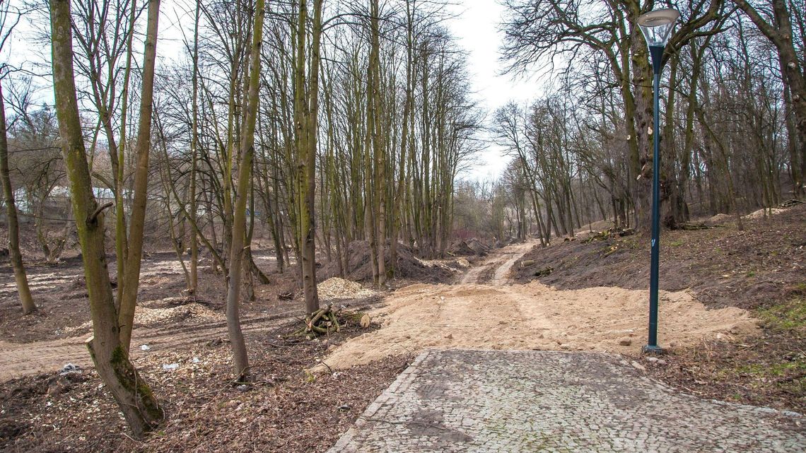 Rewitalizacja Parku Podzamcze w Łęcznej. Wycięli, co mieli wyciąć Rewitalizacja Parku Podzamcze w Łęcznej. Wycięli, co mieli wyciąć