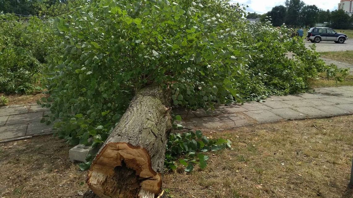Rewitalizacja zaczęła się od wycinki drzew. Kolidowały z projektem przebudowy