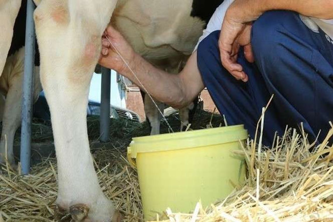 Rewolucja na rynku mleczarskim. Spółdzielnia eliminuje pasze GMO