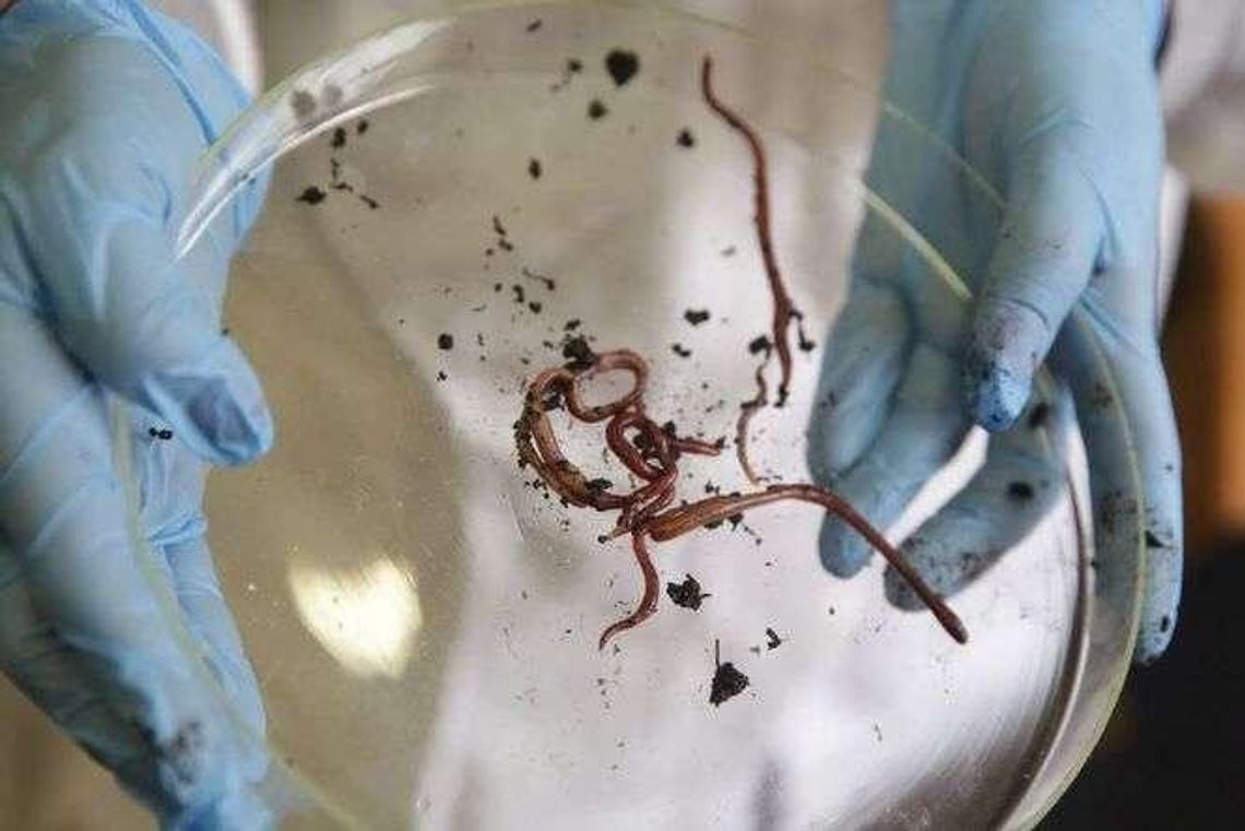 Rewolucyjne odkrycie lubelskich naukowców. Dżdżownicą w raka