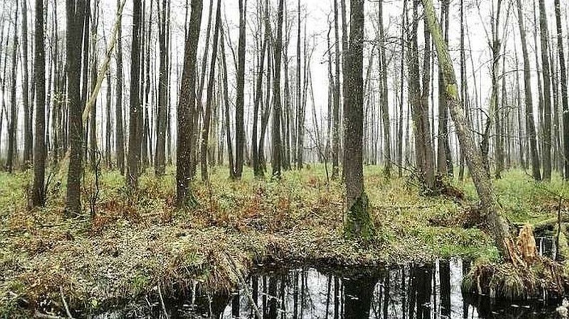 Rezerwat Piskory bez platform. "Jedynie z wieży można było dostrzec jego piękno"