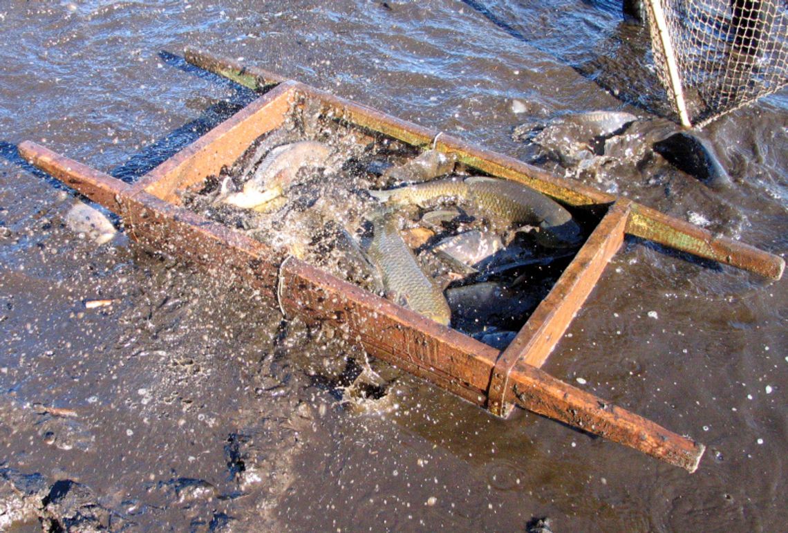 Riblja čorba na placu Rybnym!