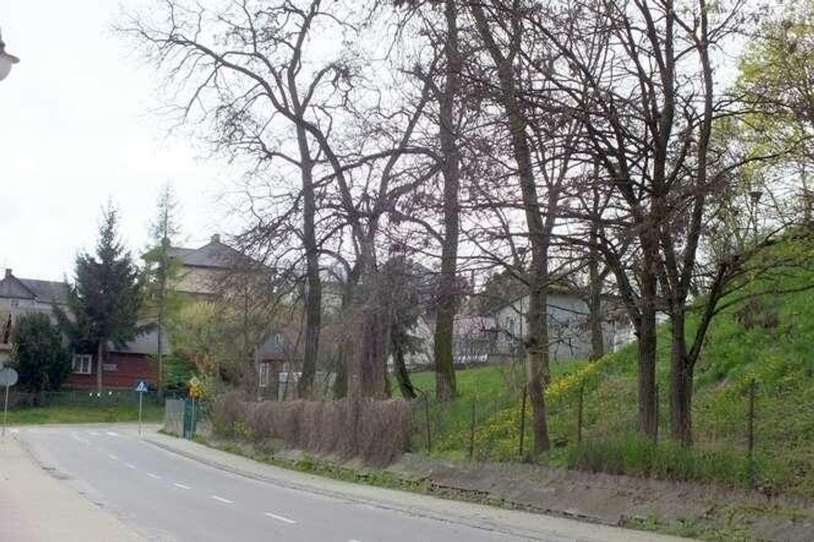 Robotnicy wycięli drzewa. Mieszkańcy protestują, burmistrz tłumaczy