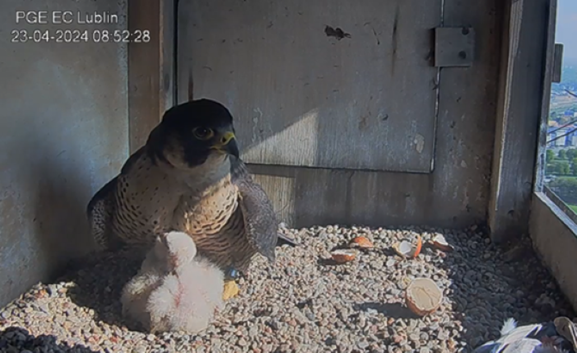 Rodzina w komplecie! Pisklęta wróciły do gniazda sokołów