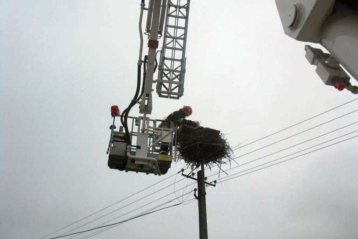 Rodzina zostawiła bociana. Na pomoc ruszyli strażacy