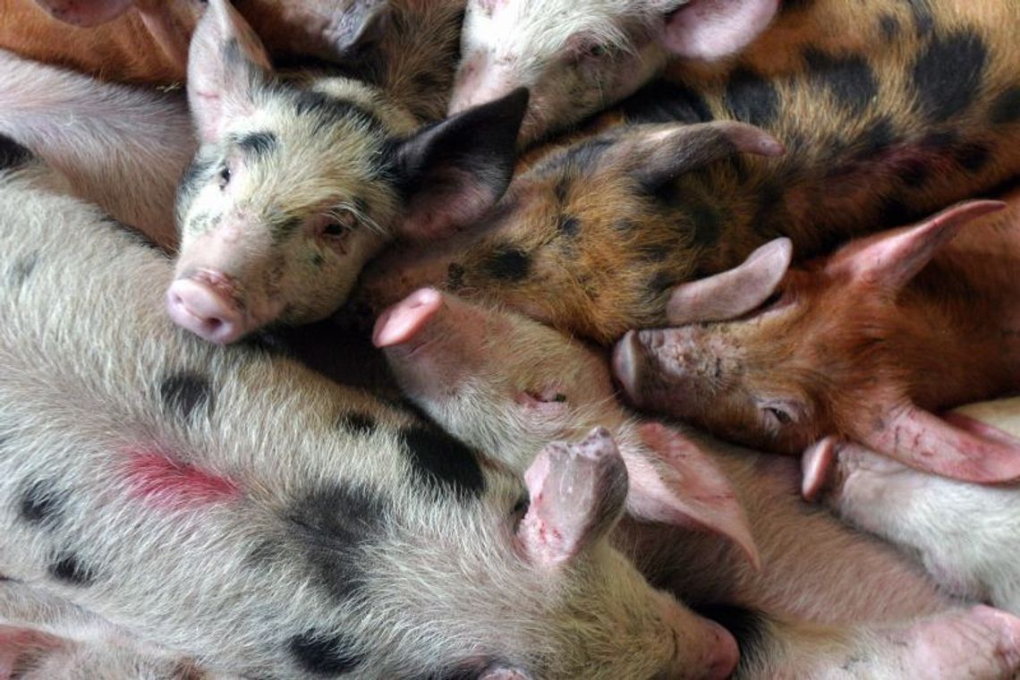 Rok 2011 w polskim rolnictwie - podsumowanie 