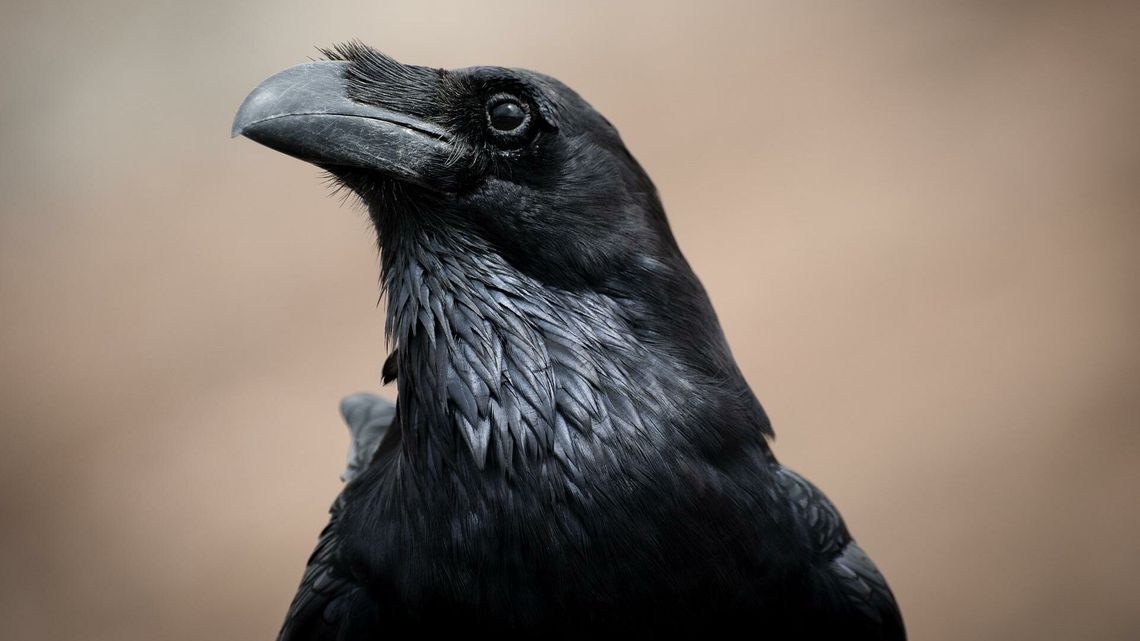 Rolnicy chcą odszkodowań za kruki. "Pole robi się czarne" Rolnicy chcą odszkodowań za kruki. "Pole robi się czarne"