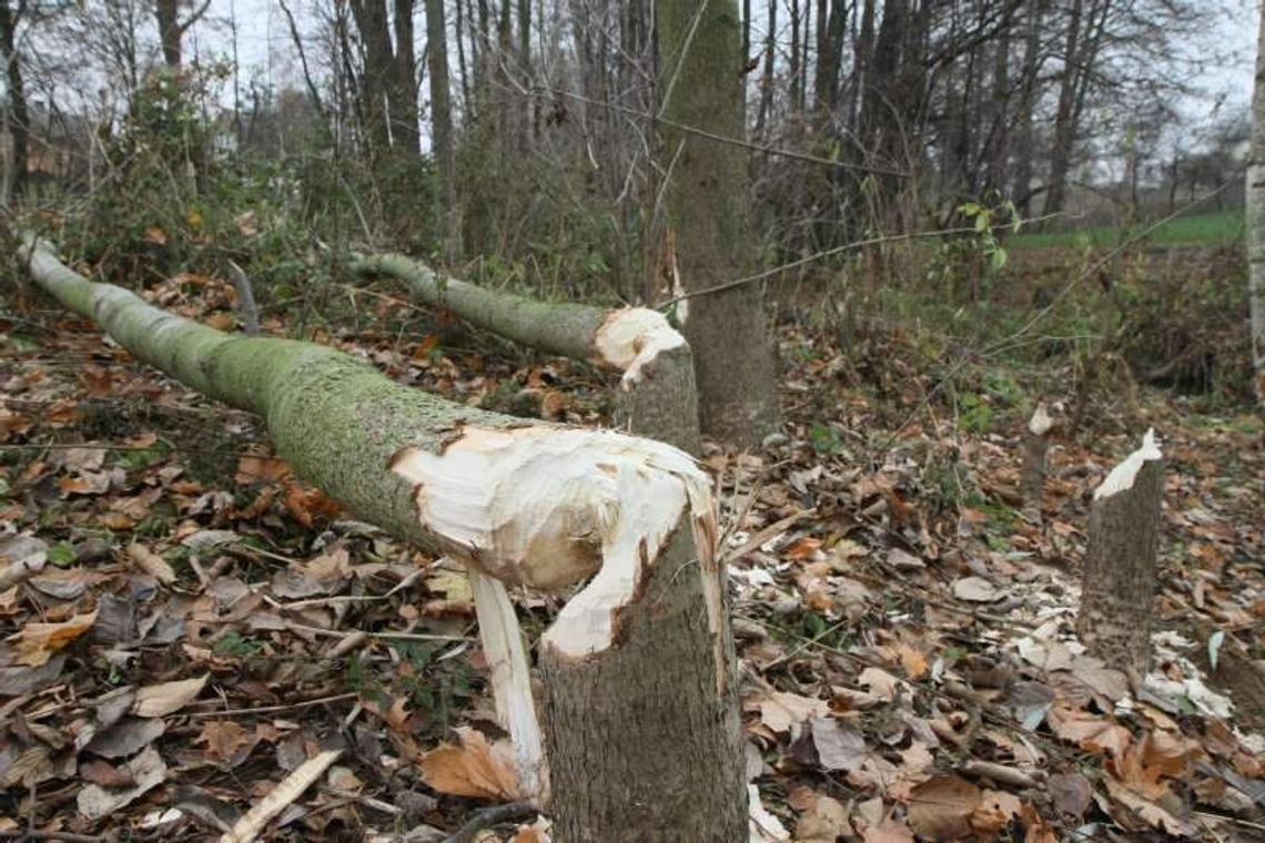 Rolnicy i działkowcy walczą z bobrami. Nawet 10 tys. tych zwierząt w regionie