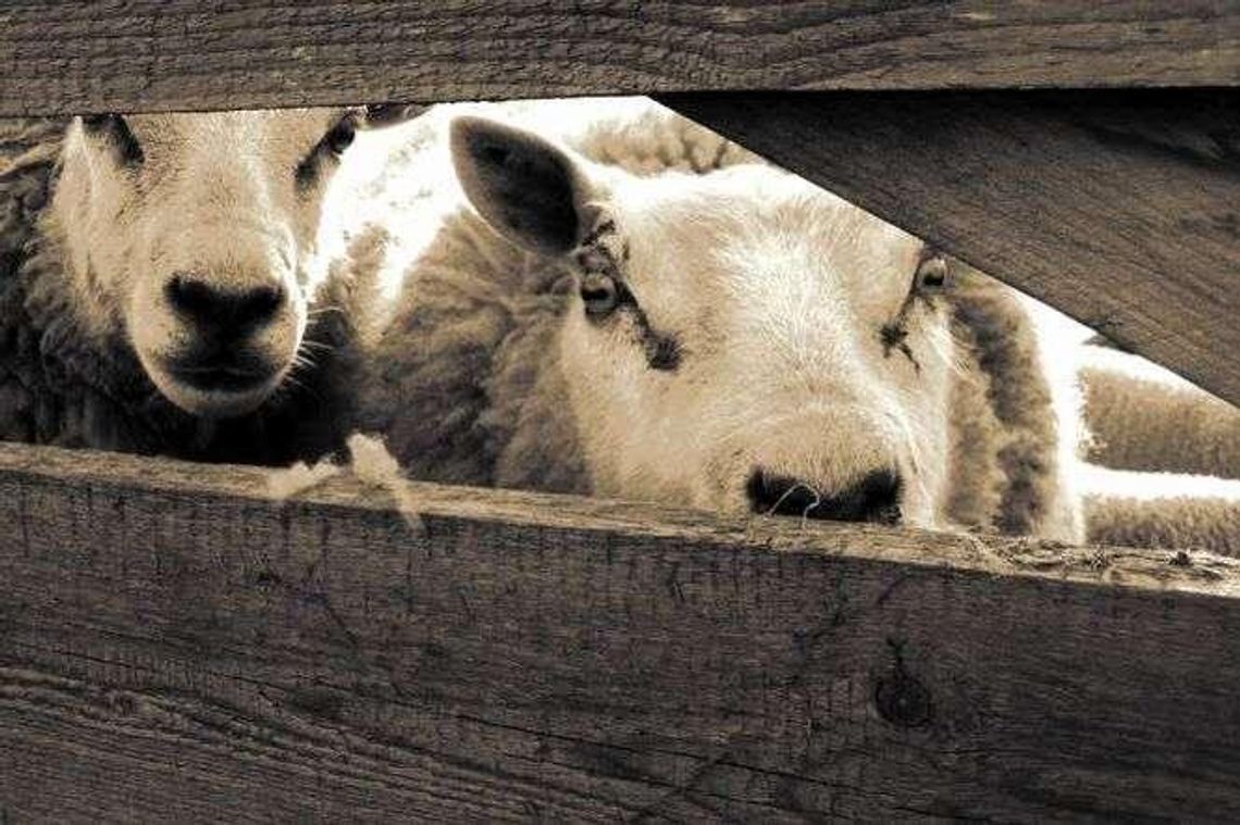 Rolnicy muszą spisać wszystkie zwierzęta. Nadal niewielu to zrobiło