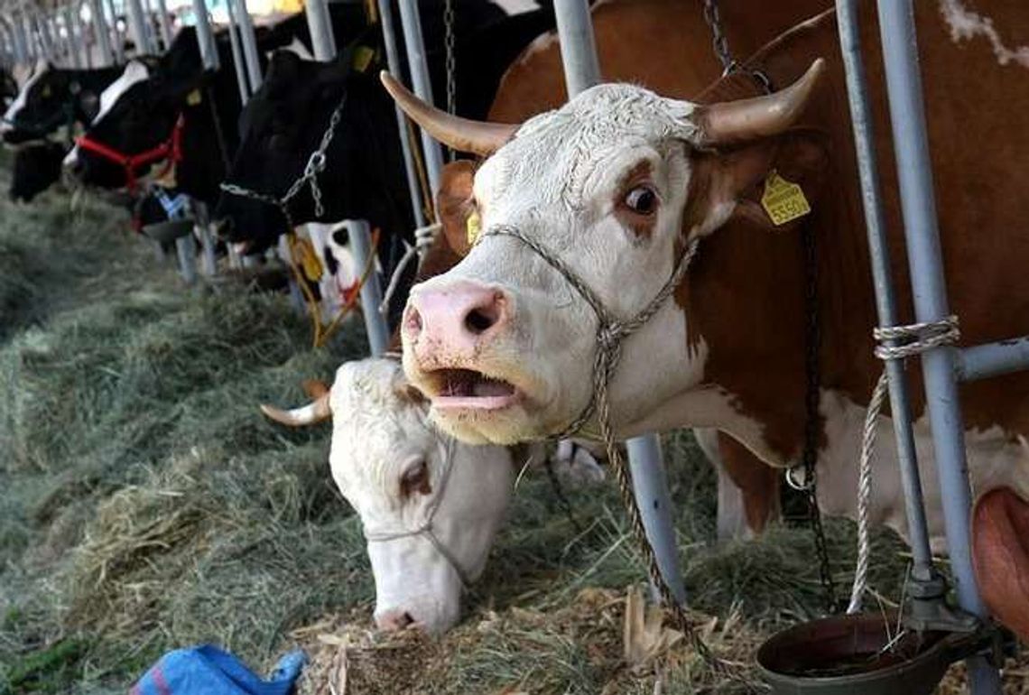 Rolnicy oszukani przy skupie bydła. Dwóch przedsiębiorców zatrzymanych