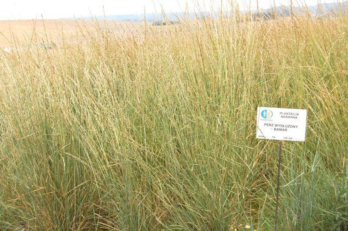 Rolnicy sieją perz energetyczny 