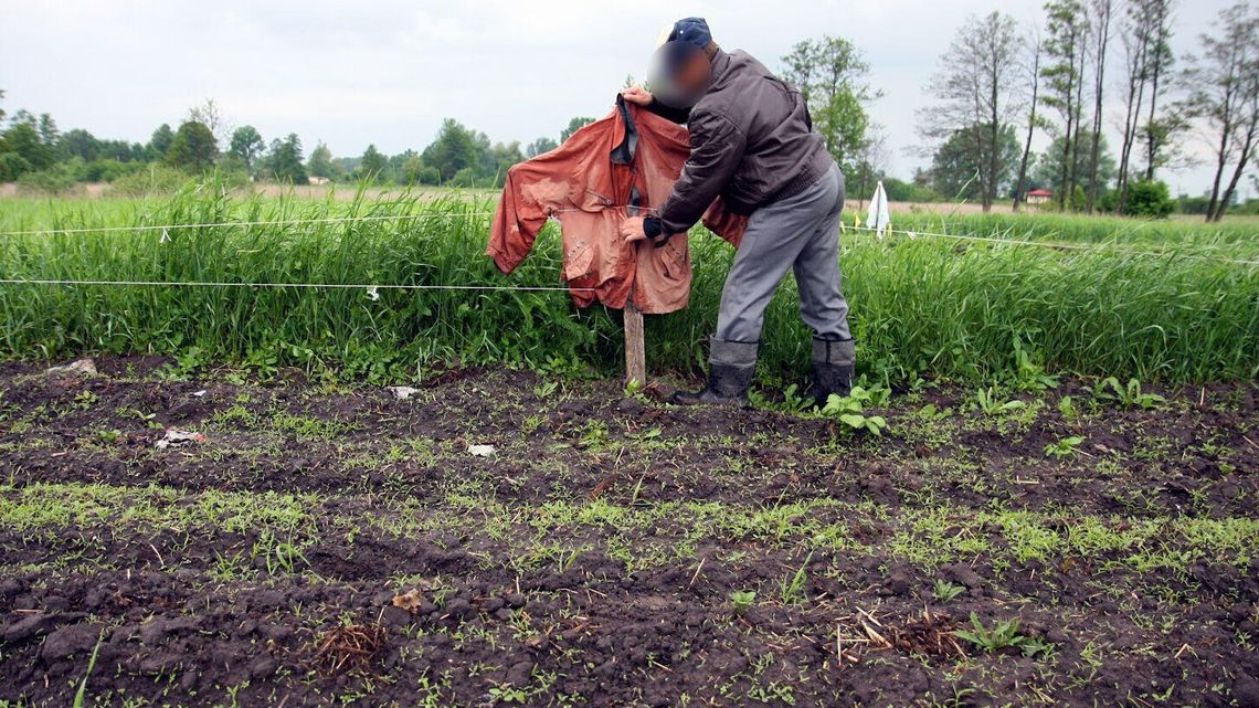 Rolnik na zmianę z żoną pilnuje pola. I tak to nic nie daje Rolnik na zmianę z żoną pilnuje pola. I tak to nic nie daje