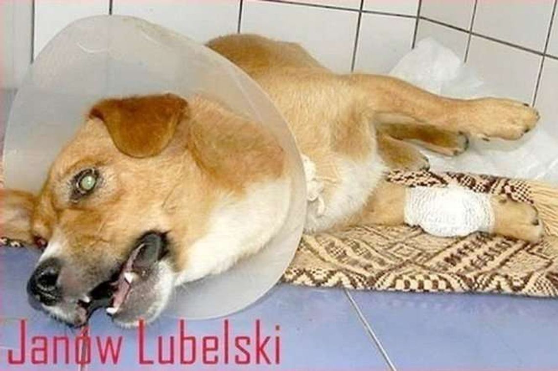 Rolnik przejechał psa. Zapłaci grzywnę wyższą niż chciał prokurator