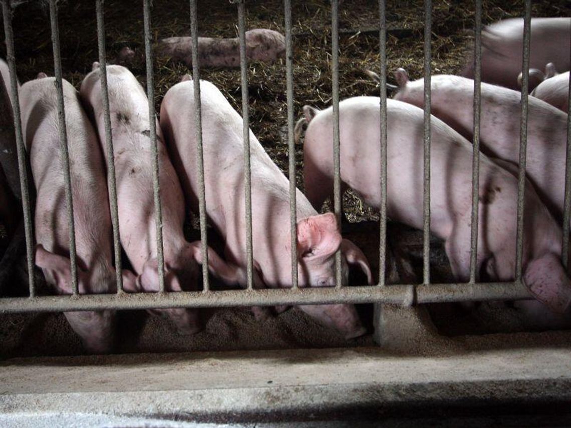 Rolniku chcesz ubić zwierzę? Musisz przejść szkolenie i odbyć praktyki