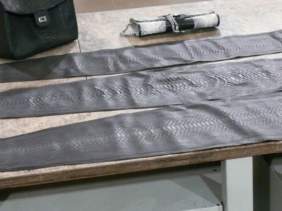 Rosjanka do celników: Pytony są pod ochroną? Nie wiedziałam Rosjanka do celników: Pytony są pod ochroną? Nie wiedziałam