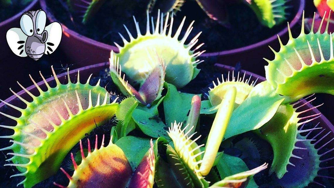 Rośliny owadożerne w Muzeum Wsi Lubelskiej