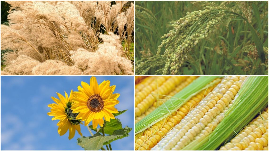 Rosną i oczyszczają. Dr Wójcik z UMCS tłumaczy, co potrafią rośliny