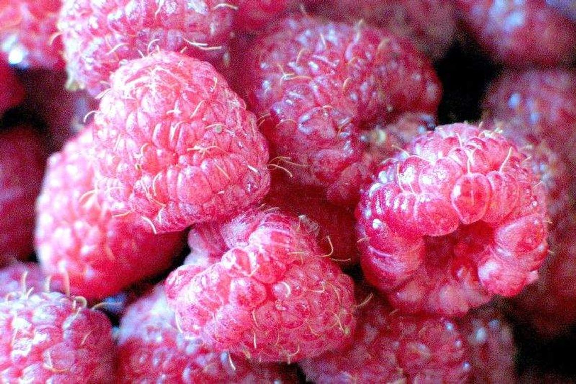 Rośnie liczba gospodarstw ekologicznych w Lubelskiem