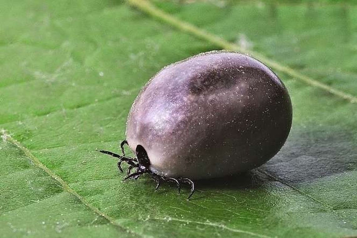 Rośnie liczba zakażonych kleszczy Rośnie liczba zakażonych kleszczy