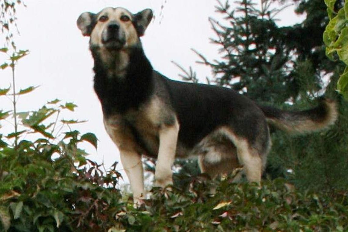 Rowerzysta zastrzelił psa z wiatrówki. Bo biegł i szczekał Rowerzysta zastrzelił psa z wiatrówki. Bo biegł i szczekał