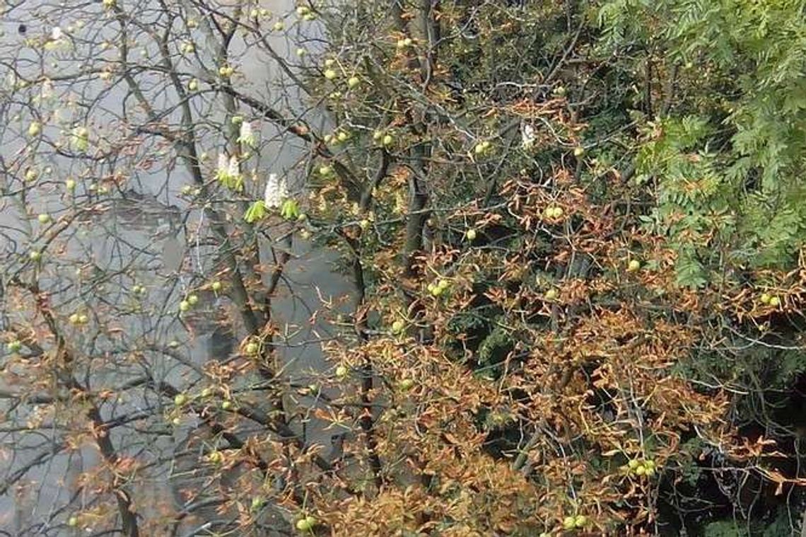 Równonoc jesienna. Jesień przyszła na dobre. Jaka pogoda w weekend?