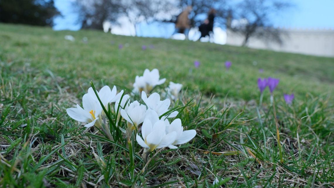 Równonoc wiosenna. Wiosna już jest, jaka będzie pogoda?
