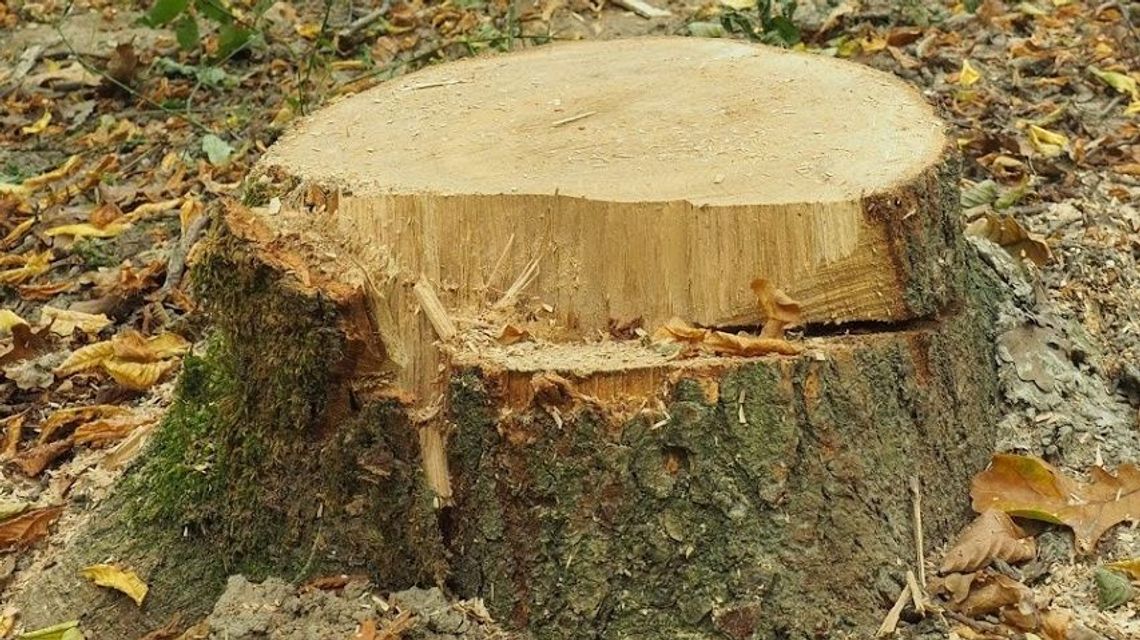 Rozbudowa szpitala w centrum Lublina. Chcieli wyciąć za dużo drzew