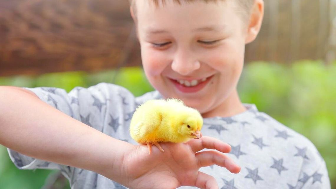 Rozbudź w dziecku miłość do natury –  poprzez domowy wylęg piskląt